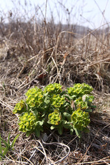 Euphorbia hylonoma
