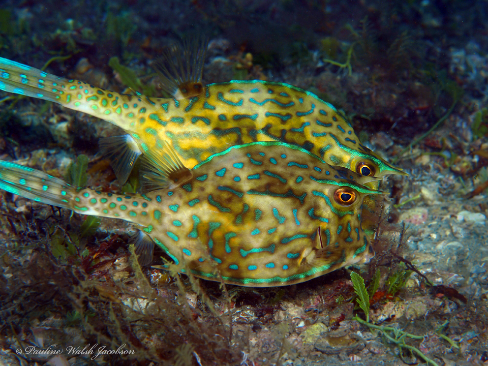 Scrawled Cowfish from Riviera Beach, FL, USA on June 6, 2022 at 12:29 ...