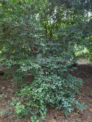 Image of Osmanthus fragrans by (c) jonathan hunsberger, some rights reserved (CC BY)