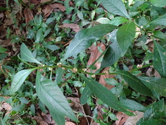 Struchium sparganophorum