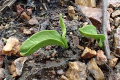 Ophioglossum thermale