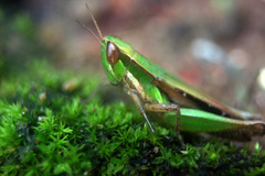 Spathosternum prasiniferum