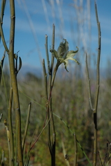 Gladiolus recurvus