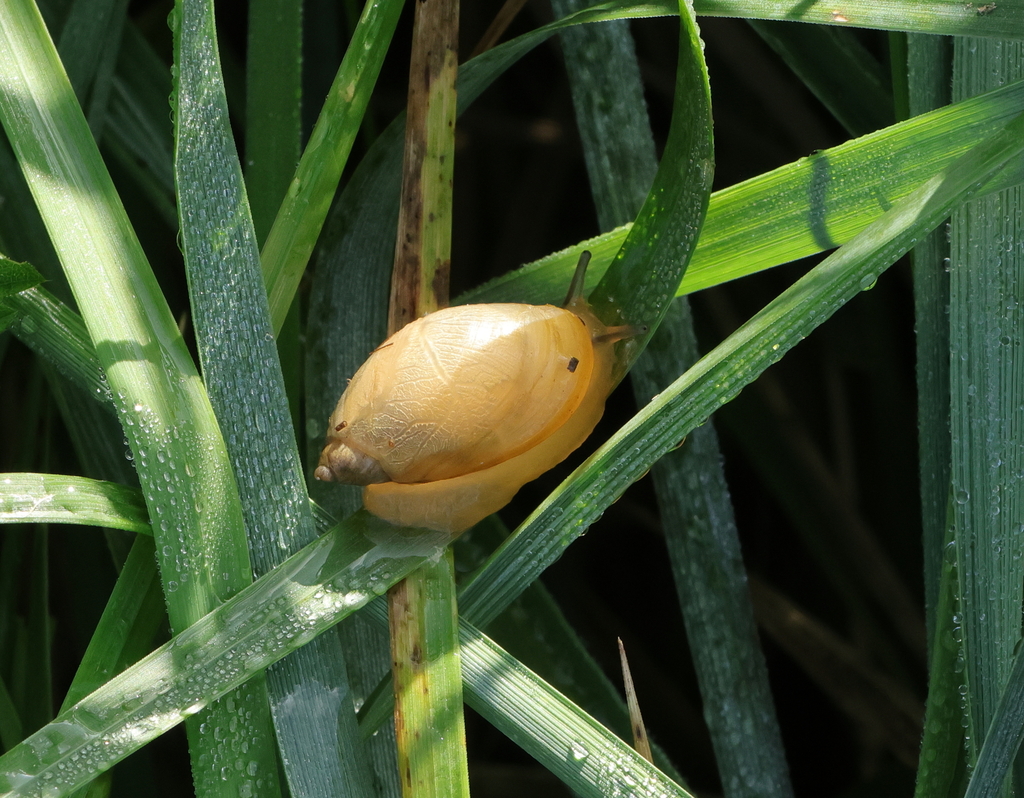 Common European Ambersnail from Oudalle, France on September 30, 2023 ...