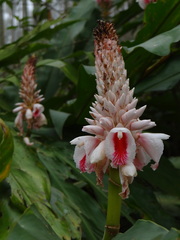 Alpinia sessiliflora, photograph 呂一起(Lyu yi-chi), CC BY, iNaturalist via GBIF