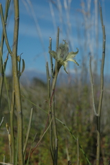 Gladiolus recurvus