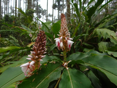 Alpinia sessiliflora, photograph 4
