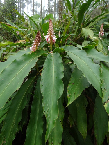Alpinia sessiliflora, photograph 5