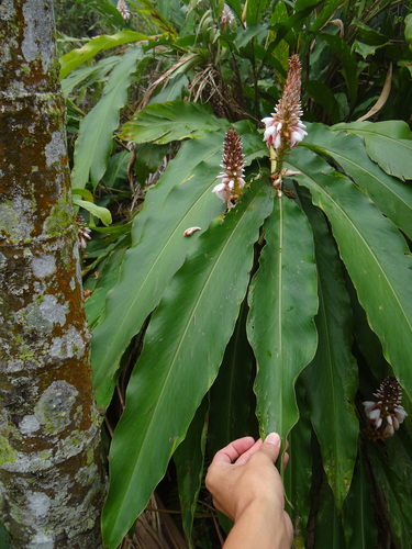 Alpinia sessiliflora, photograph 6