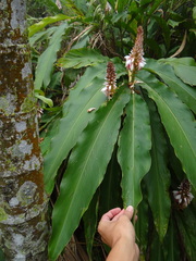 Alpinia sessiliflora, photograph 呂一起(Lyu yi-chi), CC BY, iNaturalist via GBIF