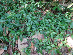 Struchium sparganophorum