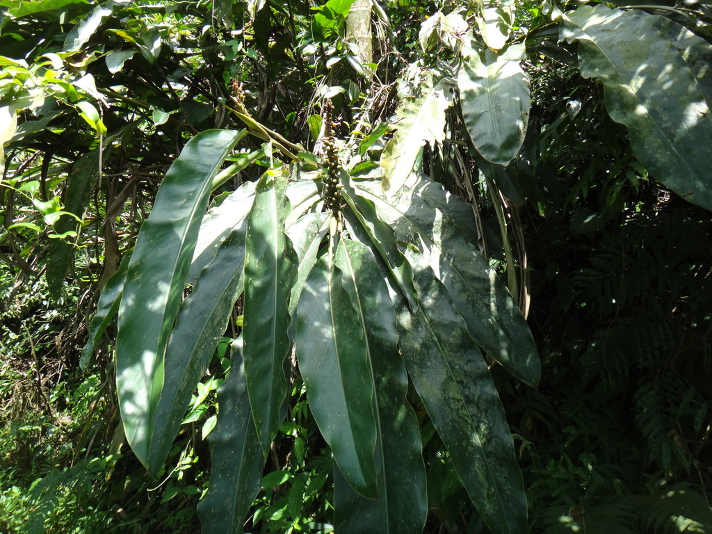 Alpinia kawakamii