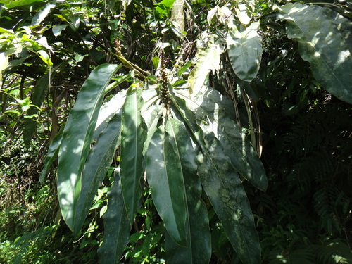Alpinia kawakamii (Alpinia kawakamii)