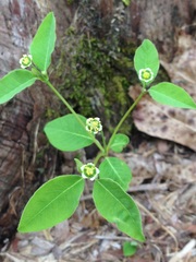 Euphorbia mercurialina