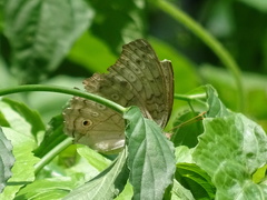 Junonia atlites atlites