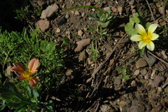 Moraea variabilis