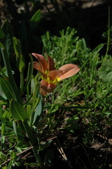 Moraea variabilis