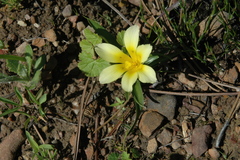 Moraea variabilis