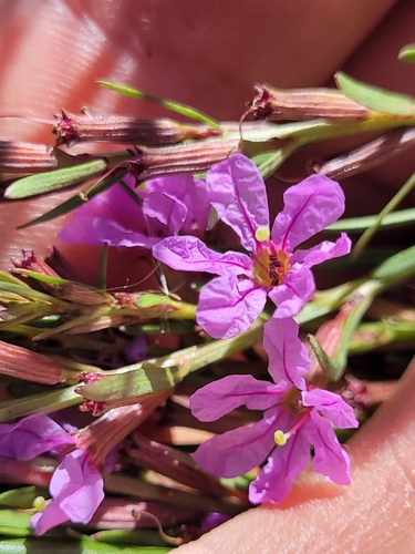 Image of Lythrum californicum by (c) Konshau Duman, some rights reserved (CC BY)