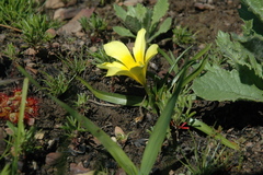 Moraea variabilis