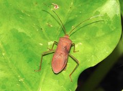 Paradasynus longirostris