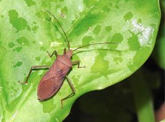 Paradasynus longirostris