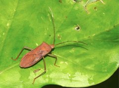 Paradasynus longirostris