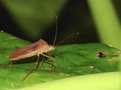 Paradasynus longirostris