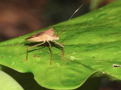 Paradasynus longirostris