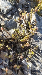 Pimelea traversii