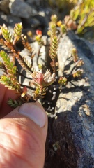 Pimelea traversii