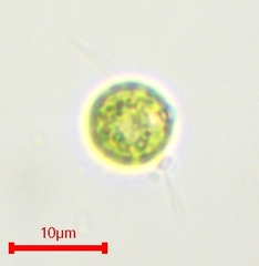 Chlamydomonas