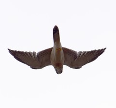 Falco cenchroides cenchroides