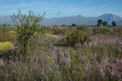 Leucadendron chamelaea