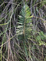 Pellaea pectiniformis