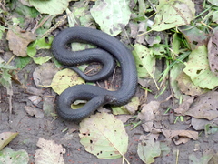 Vipera nikolskii