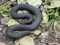 Vipera nikolskii