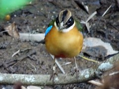 Pitta moluccensis