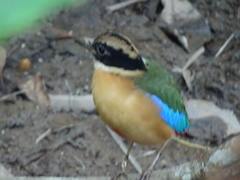 Pitta moluccensis