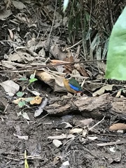 Pitta moluccensis