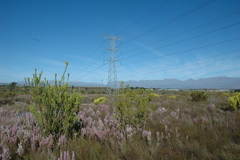 Leucadendron chamelaea