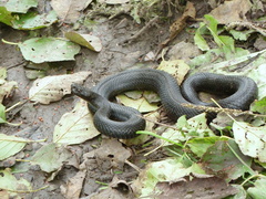 Vipera nikolskii