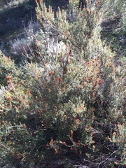 Erica manipuliflora