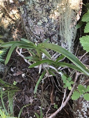 Tridactyle tricuspis