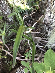 Tridactyle tricuspis