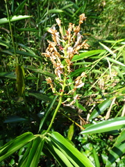 Alpinia aquatica
