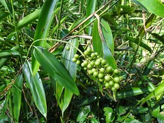 Alpinia aquatica