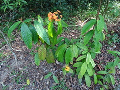 Ixora congesta