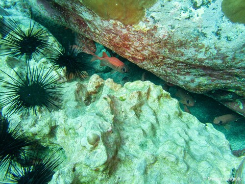 Myripristis tiki observed 2023-09-26