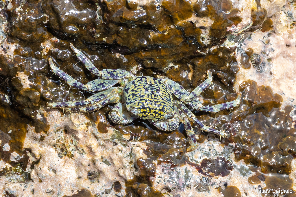 Polynesian grapsid crab